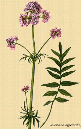 Valeriana